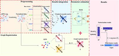 EC-PGMGR: Ensemble Clustering Based on Probability Graphical Model With Graph Regularization for Single-Cell RNA-seq Data